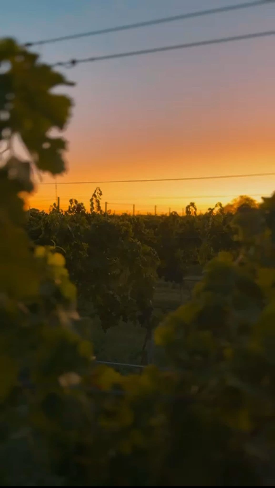 Viñedos UvasDelSanchez al atardecer